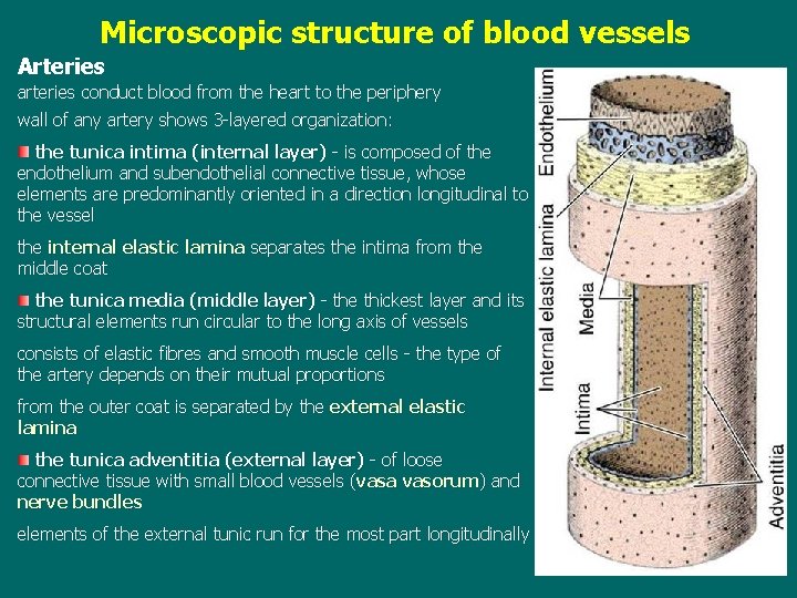 Microscopic structure of blood vessels Arteries arteries conduct blood from the heart to the