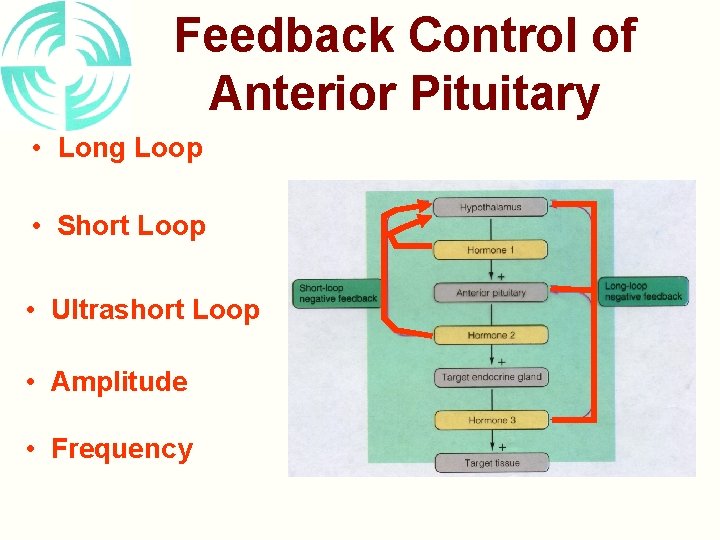 Feedback Control of Anterior Pituitary • Long Loop • Short Loop • Ultrashort Loop