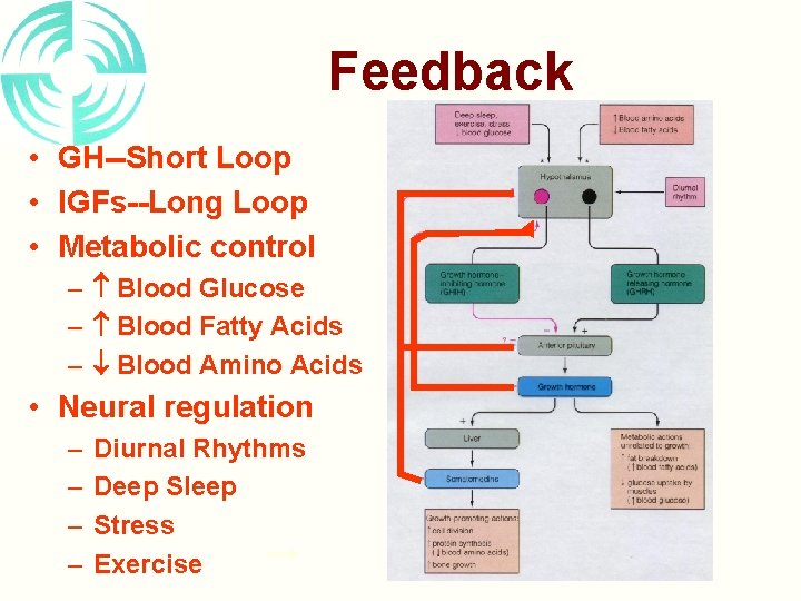 Feedback • GH--Short Loop • IGFs--Long Loop • Metabolic control – Blood Glucose –