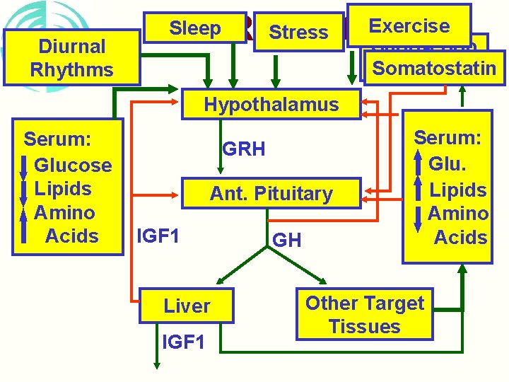 Long-Loop Diurnal Feedback Rhythms Exercise Sleep Regulation Stress GH Short-Loop Somatostatin Feedback Hypothalamus Serum: