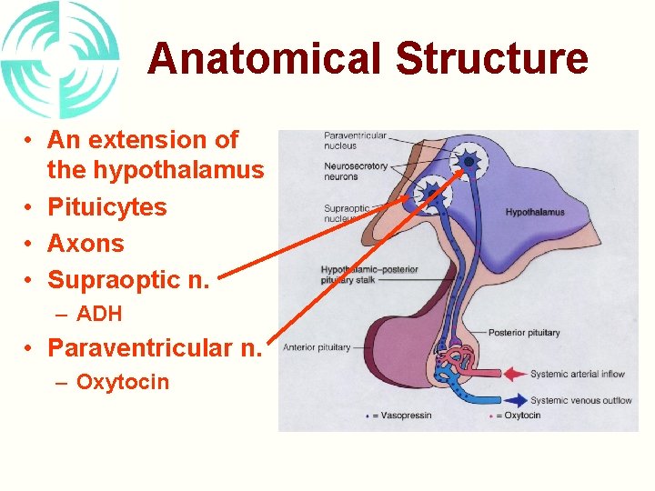 Anatomical Structure • An extension of the hypothalamus • Pituicytes • Axons • Supraoptic