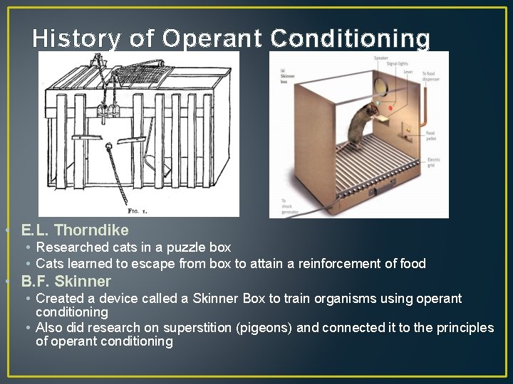 History of Operant Conditioning • E. L. Thorndike • Researched cats in a puzzle