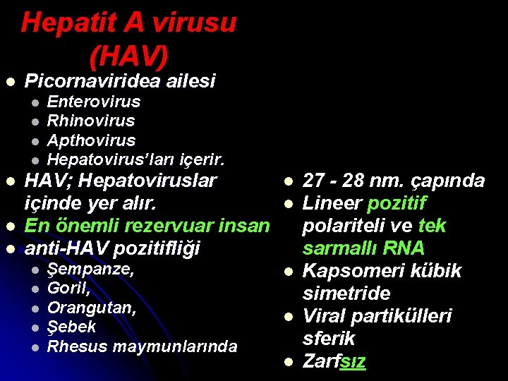 Hepatit A virusu (HAV) l Picornaviridea ailesi l l l l Enterovirus Rhinovirus Apthovirus