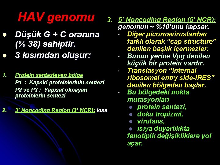 HAV genomu l l 1. 2. 3. 5’ Noncoding Region (5’ NCR): genomun ~
