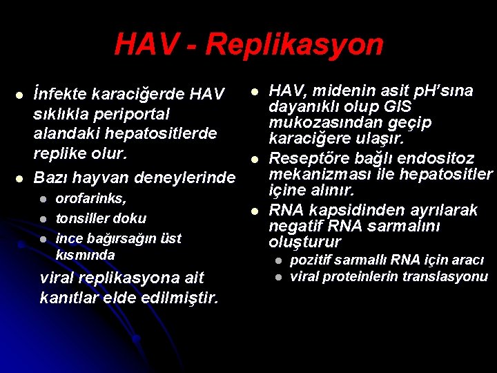 HAV - Replikasyon l l İnfekte karaciğerde HAV sıklıkla periportal alandaki hepatositlerde replike olur.