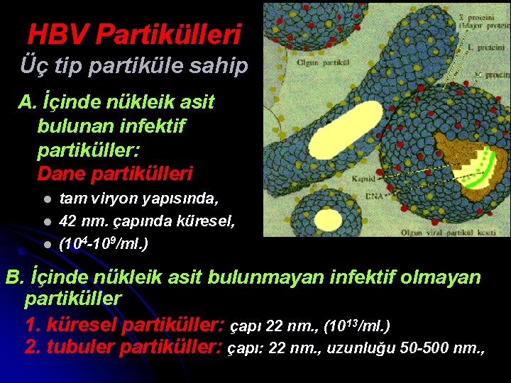 HBV Partikülleri Üç tip partiküle sahip A. İçinde nükleik asit bulunan infektif partiküller: Dane
