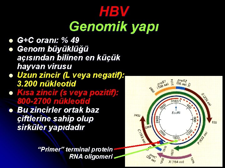 HBV Genomik yapı l l l G+C oranı: % 49 Genom büyüklüğü açısından bilinen