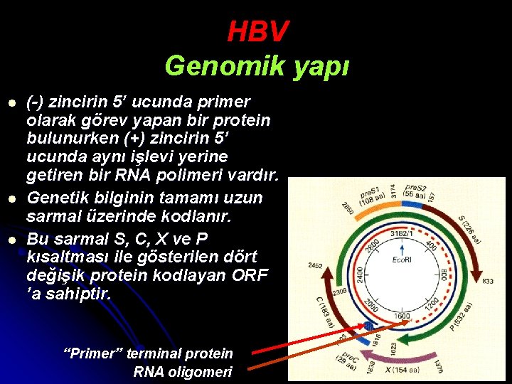 HBV Genomik yapı l l l (-) zincirin 5’ ucunda primer olarak görev yapan