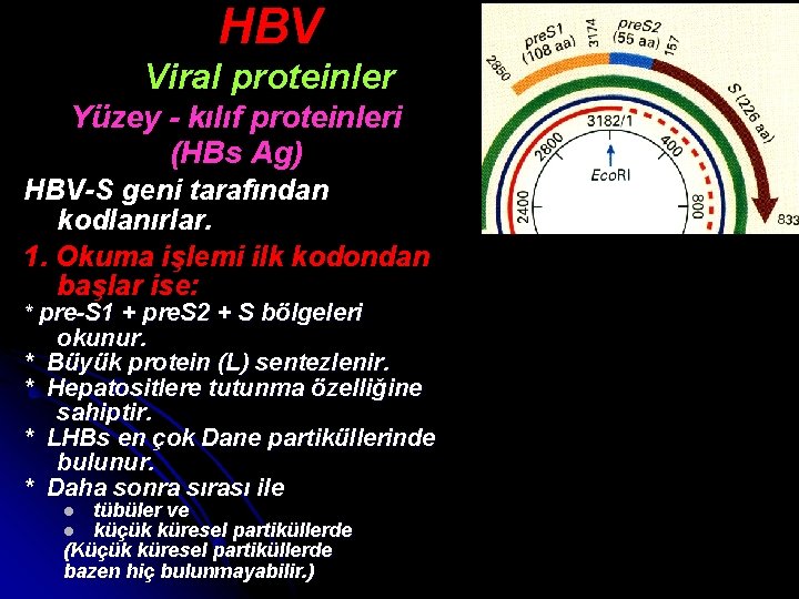 HBV Viral proteinler Yüzey - kılıf proteinleri (HBs Ag) HBV-S geni tarafından kodlanırlar. 1.