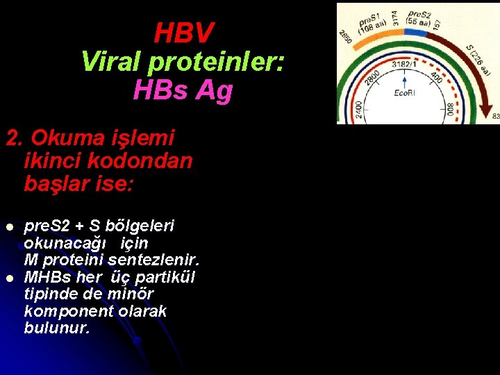 HBV Viral proteinler: HBs Ag 2. Okuma işlemi ikinci kodondan başlar ise: l l