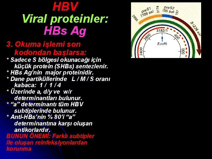 HBV Viral proteinler: HBs Ag 3. Okuma işlemi son kodondan başlarsa: * Sadece S