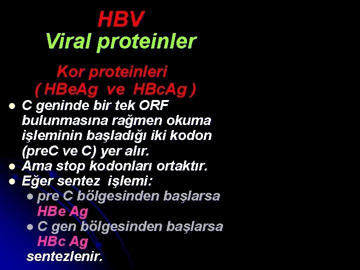 HBV Viral proteinler Kor proteinleri ( HBe. Ag ve HBc. Ag ) l l