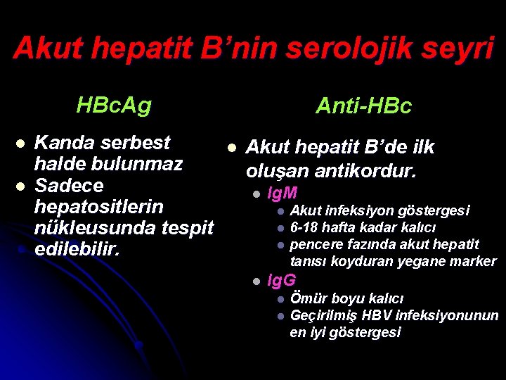 Akut hepatit B’nin serolojik seyri HBc. Ag l l Kanda serbest halde bulunmaz Sadece