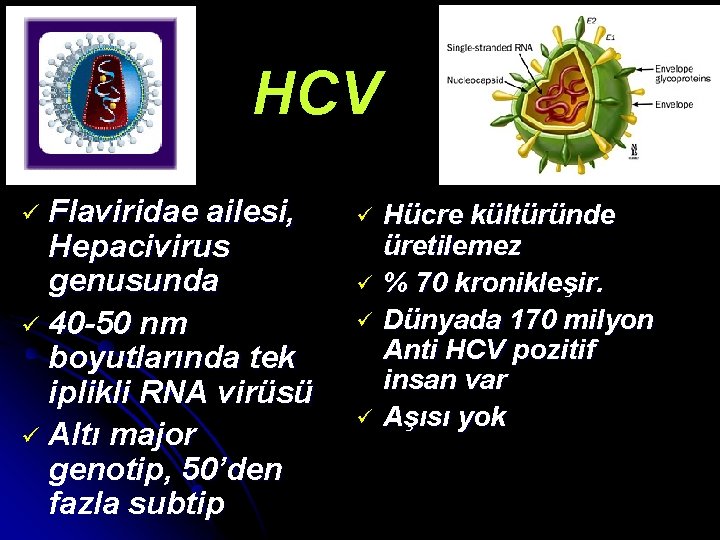 HCV ü Flaviridae ailesi, Hepacivirus genusunda ü 40 -50 nm boyutlarında tek iplikli RNA