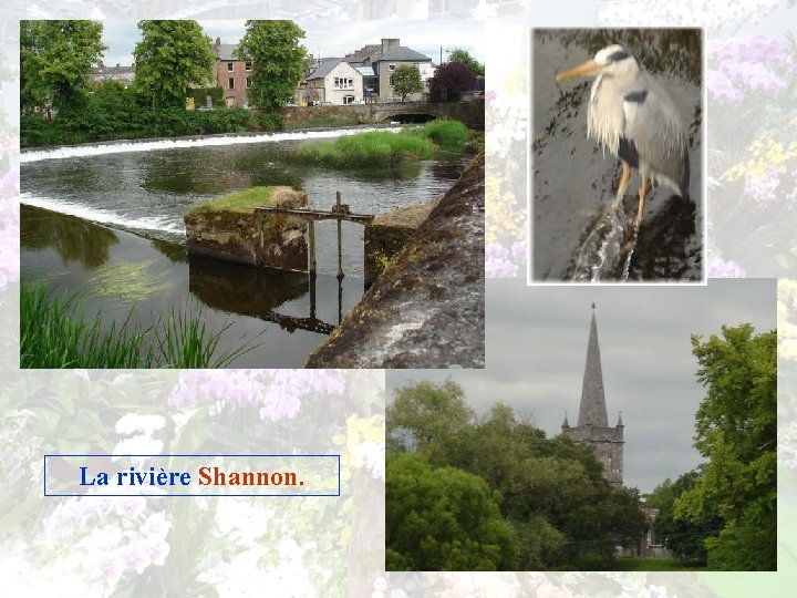 La rivière Shannon. 