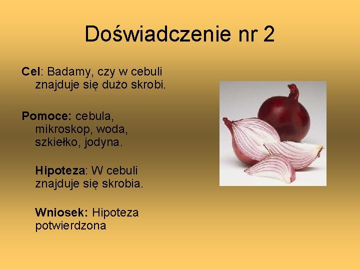 Doświadczenie nr 2 Cel: Badamy, czy w cebuli znajduje się dużo skrobi. Pomoce: cebula,