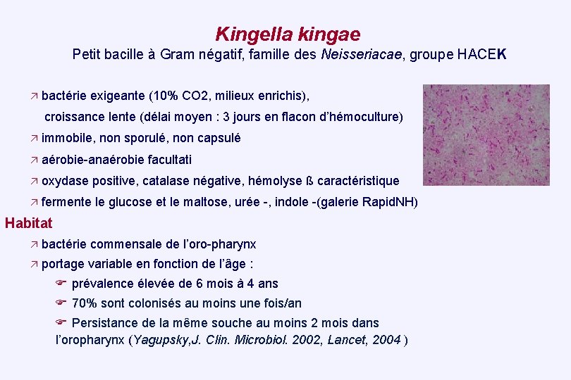 Kingella kingae Petit bacille à Gram négatif, famille des Neisseriacae, groupe HACEK bactérie exigeante