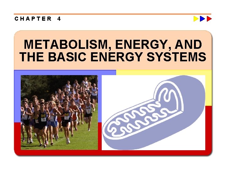 CHAPTER 4 METABOLISM, ENERGY, AND THE BASIC ENERGY SYSTEMS 