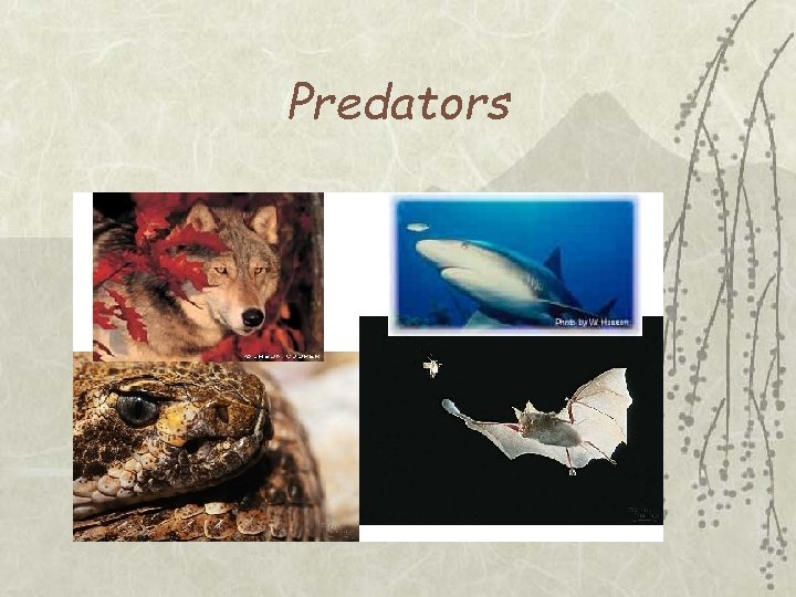 Predators 