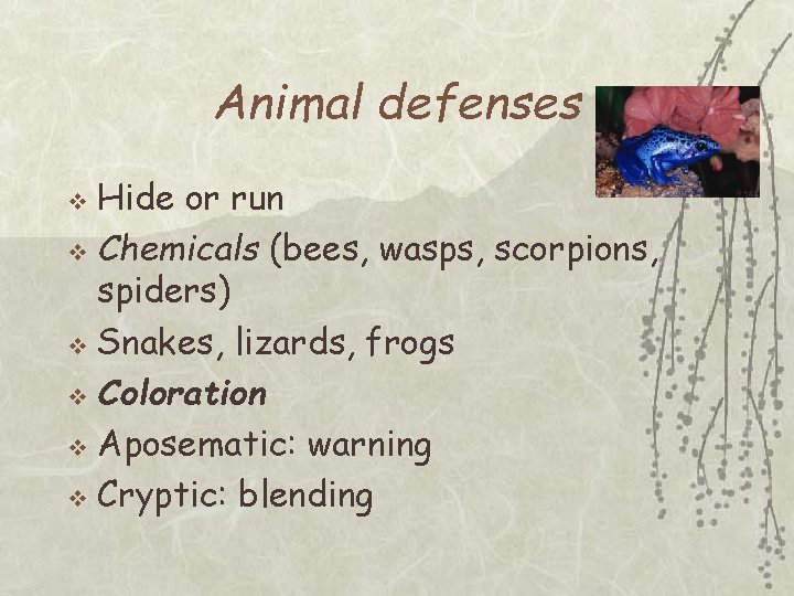 Animal defenses Hide or run v Chemicals (bees, wasps, scorpions, spiders) v Snakes, lizards,