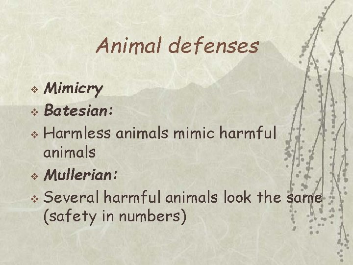 Animal defenses Mimicry v Batesian: v Harmless animals mimic harmful animals v Mullerian: v