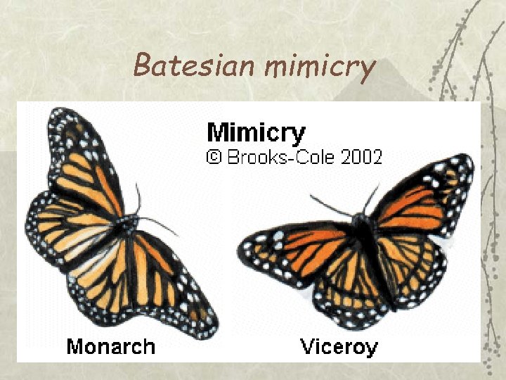Batesian mimicry 