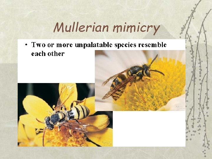 Mullerian mimicry 