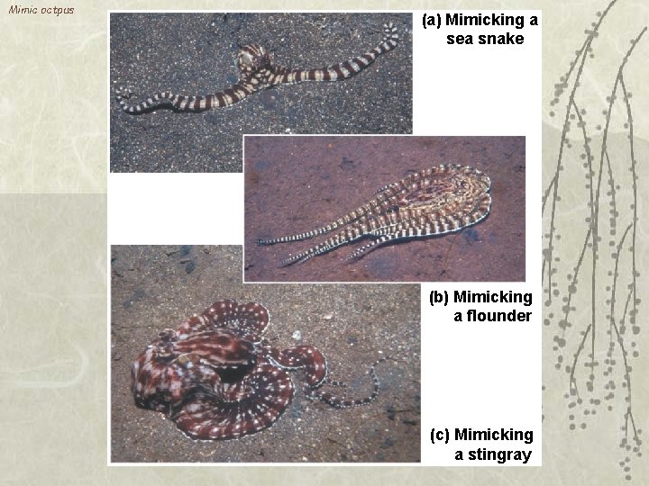 Mimic octpus (a) Mimicking a sea snake (b) Mimicking a flounder (c) Mimicking a
