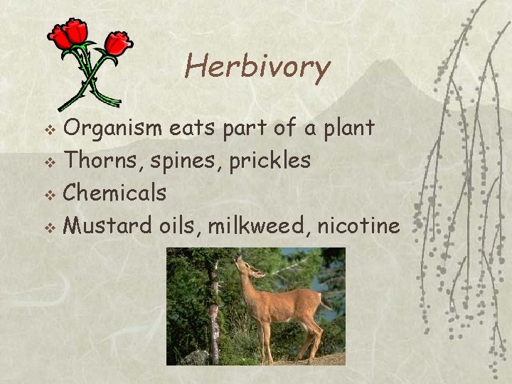 Herbivory Organism eats part of a plant v Thorns, spines, prickles v Chemicals v