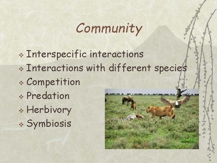 Community Interspecific interactions v Interactions with different species v Competition v Predation v Herbivory