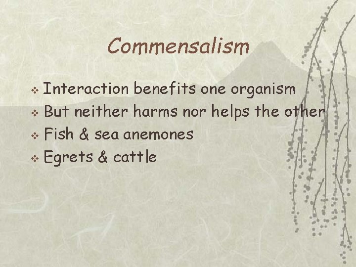 Commensalism Interaction benefits one organism v But neither harms nor helps the other v