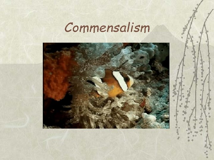 Commensalism 