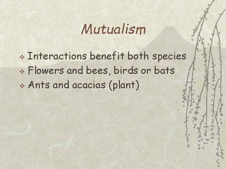 Mutualism Interactions benefit both species v Flowers and bees, birds or bats v Ants