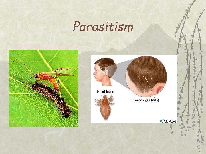 Parasitism 