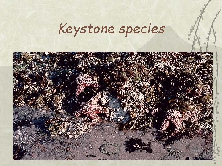 Keystone species 