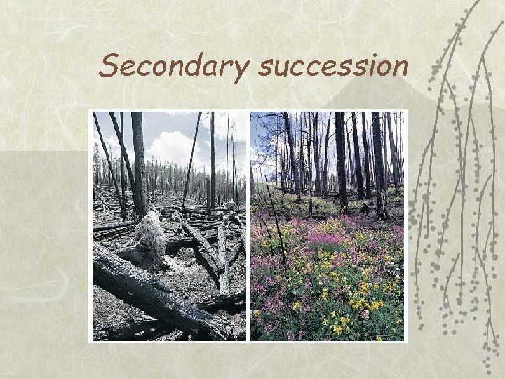 Secondary succession 