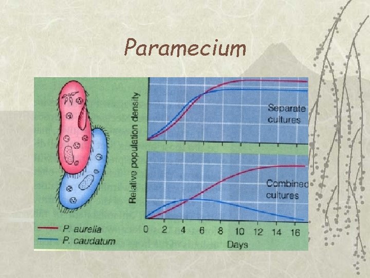 Paramecium 