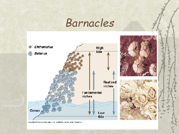 Barnacles 