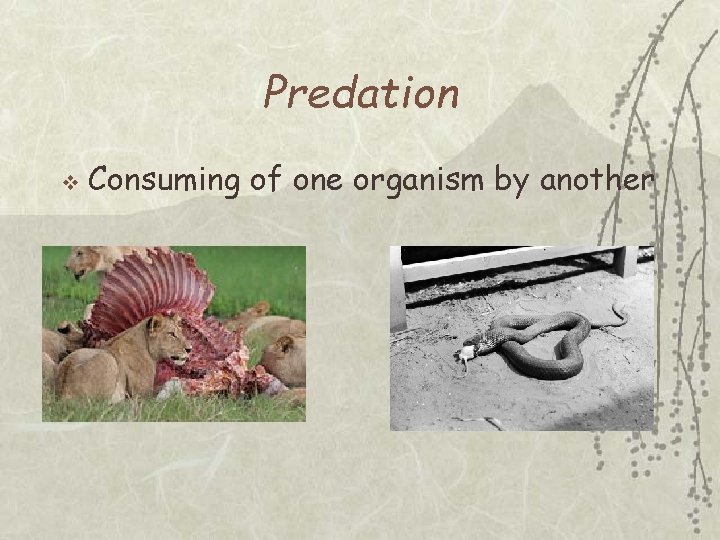 Predation v Consuming of one organism by another 
