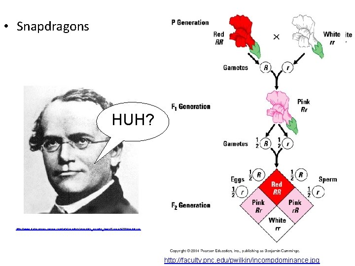  • Snapdragons HUH? http: //www. dobermann-review. com/info/genetics/mendels_genetic_laws/Gregor%20 Mendel. jpg http: //faculty. pnc. edu/pwilkin/incompdominance.