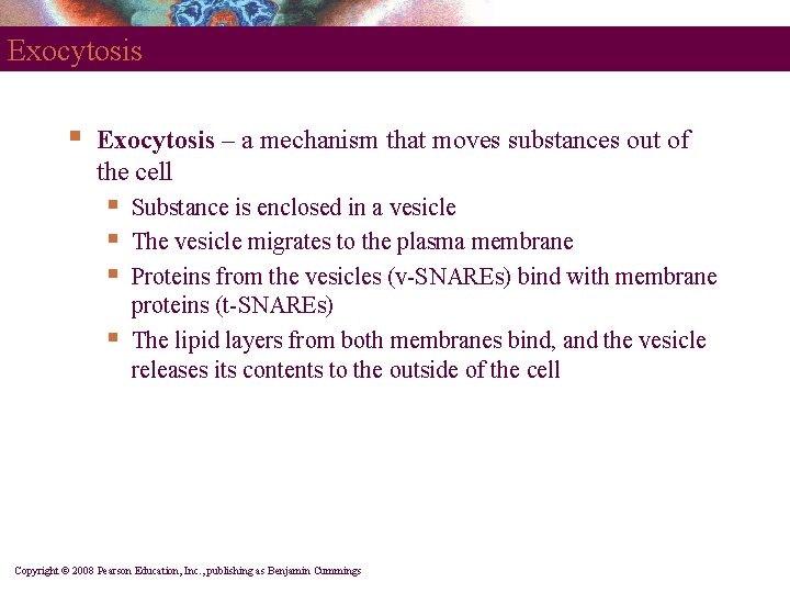 Exocytosis § Exocytosis – a mechanism that moves substances out of the cell §