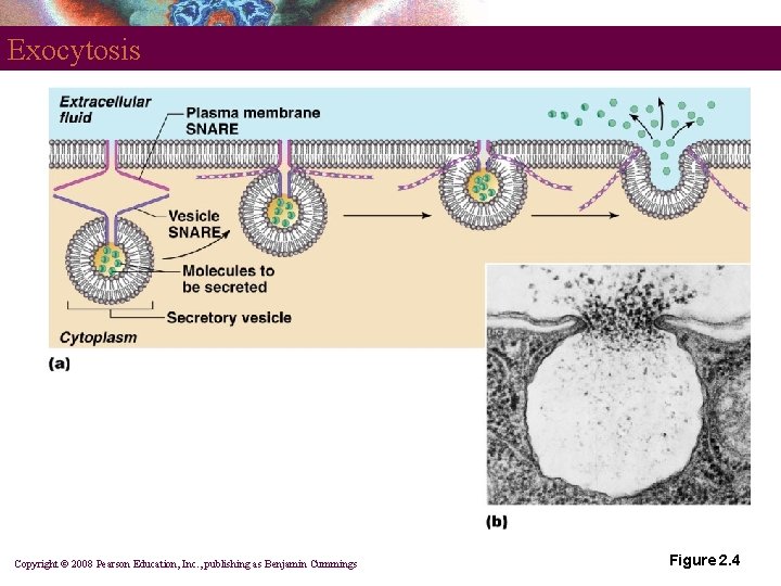 Exocytosis Copyright © 2008 Pearson Education, Inc. , publishing as Benjamin Cummings Figure 2.
