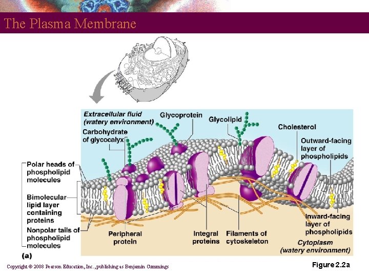 The Plasma Membrane Copyright © 2008 Pearson Education, Inc. , publishing as Benjamin Cummings