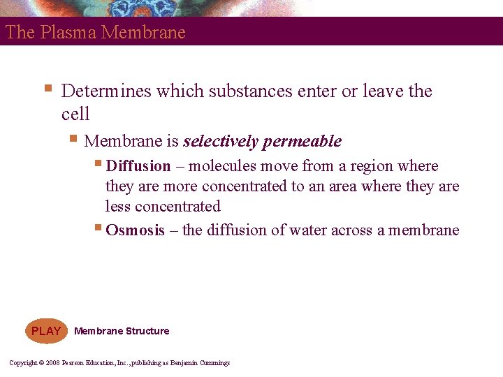 The Plasma Membrane § Determines which substances enter or leave the cell § Membrane