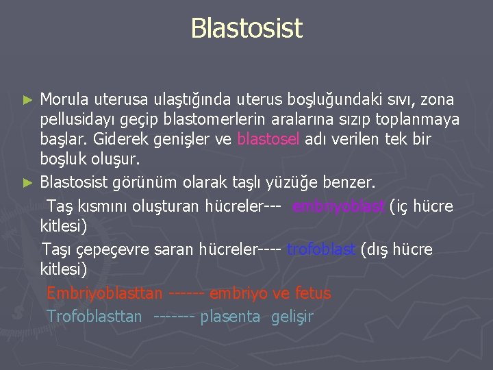 Blastosist Morula uterusa ulaştığında uterus boşluğundaki sıvı, zona pellusidayı geçip blastomerlerin aralarına sızıp toplanmaya