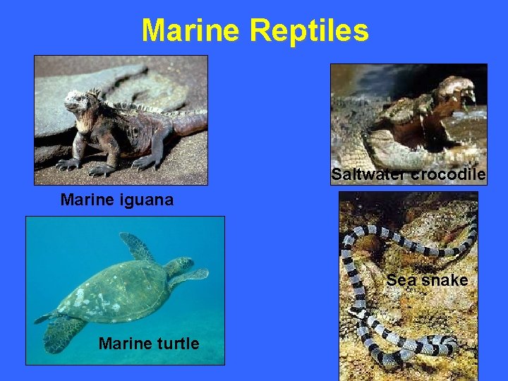 Marine Reptiles Saltwater crocodile Marine iguana Sea snake Marine turtle 