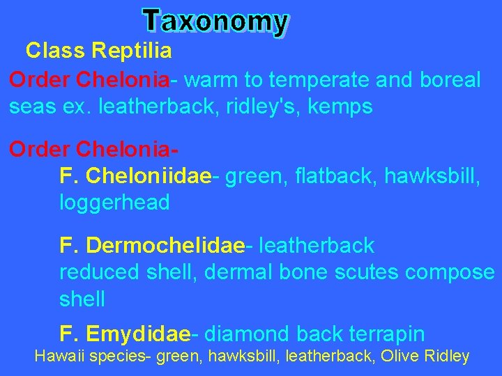 Class Reptilia Order Chelonia- warm to temperate and boreal seas ex. leatherback, ridley's, kemps