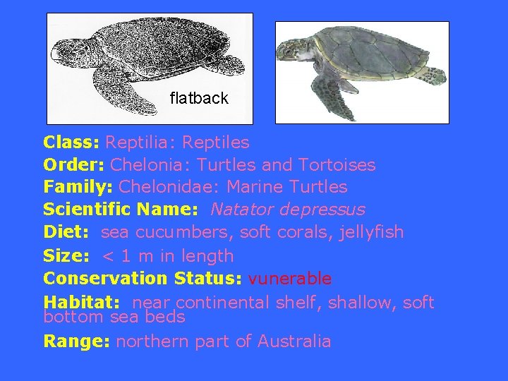 flatback Class: Reptilia: Reptiles Order: Chelonia: Turtles and Tortoises Family: Chelonidae: Marine Turtles Scientific