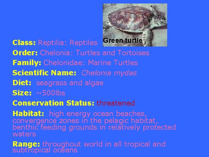 Class: Reptilia: Reptiles Green turtle Order: Chelonia: Turtles and Tortoises Family: Chelonidae: Marine Turtles