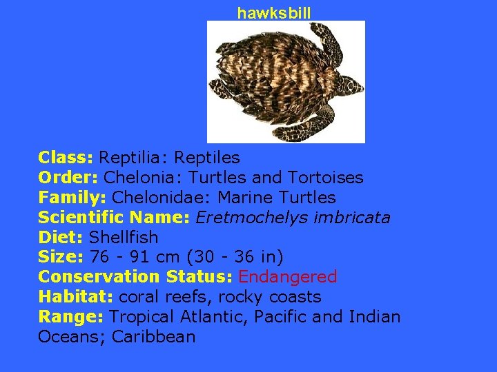 hawksbill Class: Reptilia: Reptiles Order: Chelonia: Turtles and Tortoises Family: Chelonidae: Marine Turtles Scientific